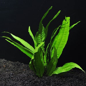 3x Java Fern Microsorum Pteropus Live Aquarium Plants Aquatic Plants image 9