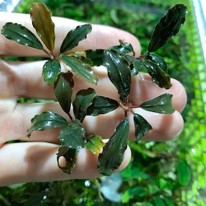 May include: A close-up of a small green plant with dark green leaves. The plant is being held in a hand.