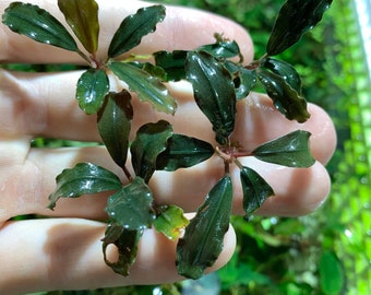 Bucephalandra Midnight Blue - Live Aquatic Plants - Only Plants