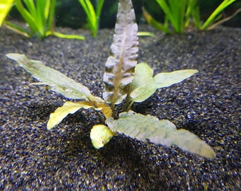 BUY 2 GET 1 FREE Cryptocoryne Wendtii Bronze Crypt Wendtii Bronze Easy Live Aquarium Plants Aquatic Plants