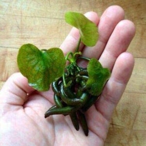 Banana Plant Nymphoides Aquatica Live Aquarium Plants BUY 2 GET 1 FREE