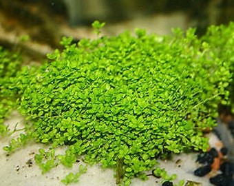 BUY 2 GET 1 FREE Micranthemum Monte Carlo Easy Carpet Live Aquarium Plants