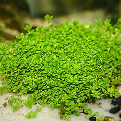 BUY 2 GET 1 FREE Micranthemum Monte Carlo Easy Carpet Live Aquarium Plants