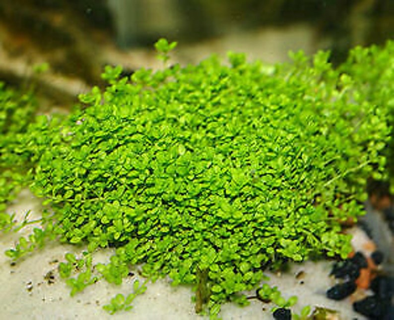 Micranthemum Monte Carlo Tweediei Easy Carpet Live Aquarium Plants BUY 2 GET 1 FREE afbeelding 1