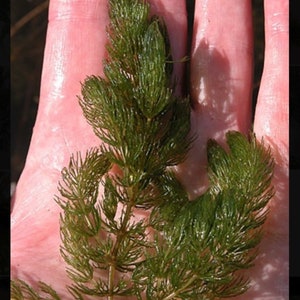 5 Pack Hornwort Coontail Ceratophyllum demersum Plant Live Fish Tank Plants Live Aquarium Plants