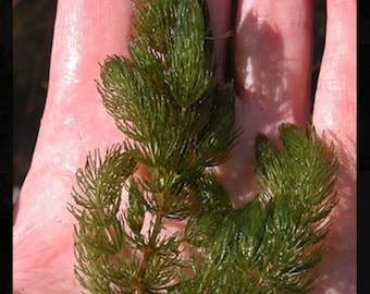 5 Pack Hornwort Coontail Ceratophyllum demersum Plant Live Fish Tank Plants Live Aquarium Plants