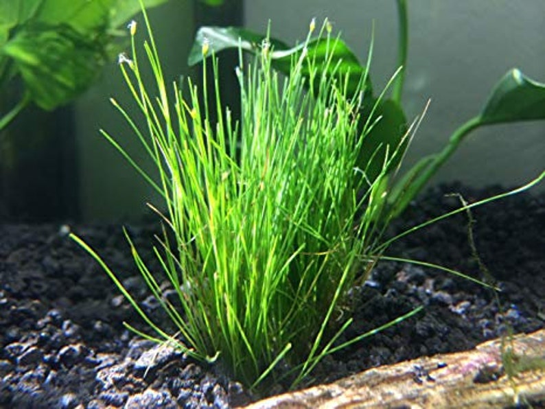3x Dwarf Hair Grass Eleocharis Acicularis Live Aquarium Plants image 7