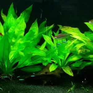 3x Amazon Sword Echinodorus Bleheri Live Aquarium Plants Aquatic Plants image 5