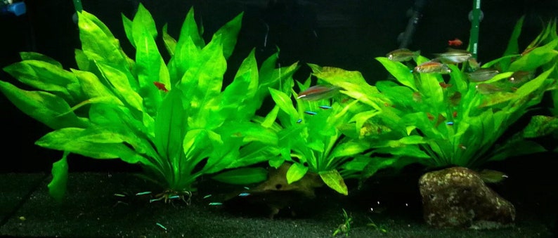 3x Amazon Sword Echinodorus Bleheri Live Aquarium Plants Aquatic Plants image 5