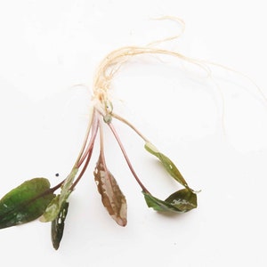 BUY 2 GET 1 FREE Cryptocoryne Wendtii Crypt Wendtii Red Live Aquarium Plants bild 3