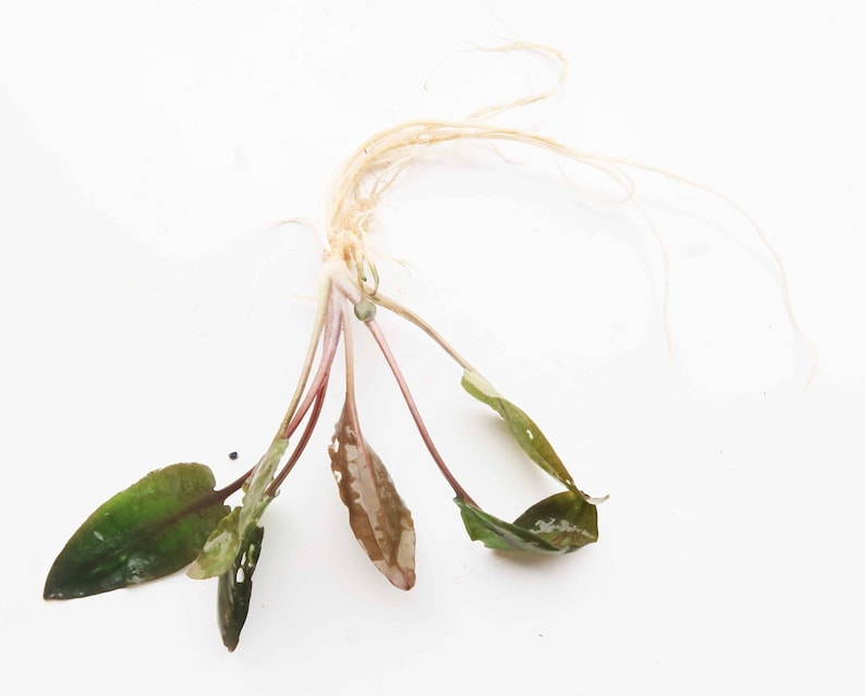 BUY 2 GET 1 FREE Cryptocoryne Wendtii Crypt Wendtii Red Live Aquarium Plants bild 3