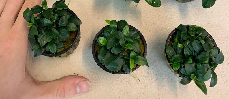 5 Anubias Nana Petite Pots Easy Live Aquarium Plants image 8