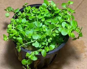 BUY 2 GET 1 FREE Micranthemum Monte Carlo Easy Carpet Live Aquarium Plants