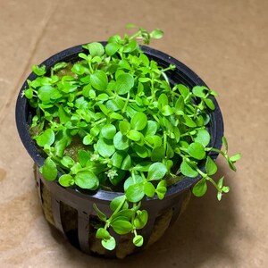 May include: A small green plant with round leaves growing in a black plastic pot with a grid pattern. The plant is in a small pot with a brown background.