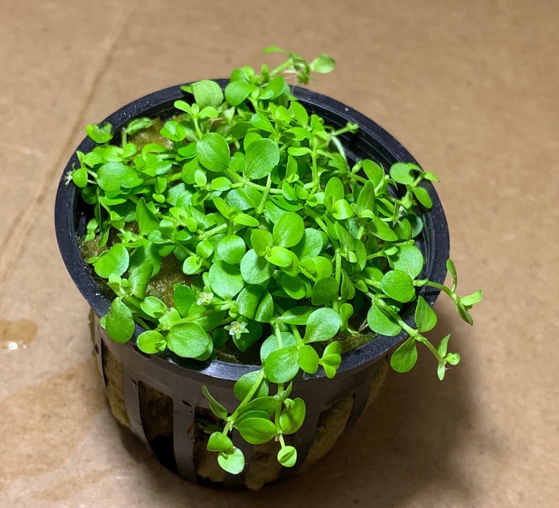 May include: A small green plant with round leaves growing in a black plastic pot with a grid pattern. The plant is in a small pot with a brown background.