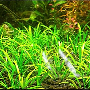 15x Dwarf Sagittaria Subulata Dwarf Sag Live Aquarium Plants Aquatic Carpet Plant image 9