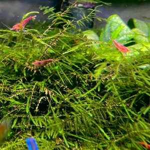May include: A close-up of a green aquatic plant with three small red shrimp swimming through the foliage.