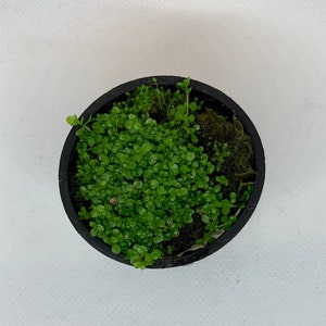 Dwarf baby tears live aquarium plant
