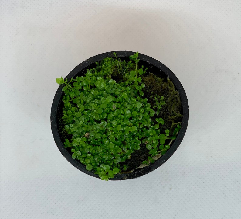 Dwarf baby tears live aquarium plant