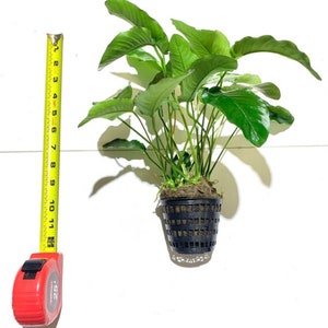 Anubias Barteri MOTHER Pot XXL Large Freshwater Aquatic Live Aquarium Plants image 8