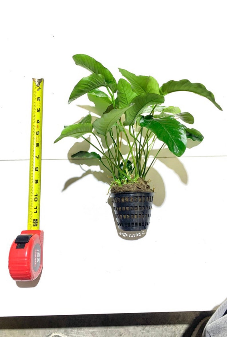 Anubias Barteri MOTHER Pot XXL Large Freshwater Aquatic Live Aquarium Plants image 8