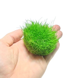 May include: A clump of bright green aquatic moss, perfect for adding a natural touch to an aquarium or terrarium.