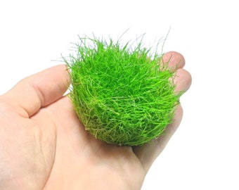 Dwarf Hair Grass Tissue Culture Cup Eleocharis Parvula | BUY 2 GET 1 FREE | Live Aquarium Plants | Free Shipping