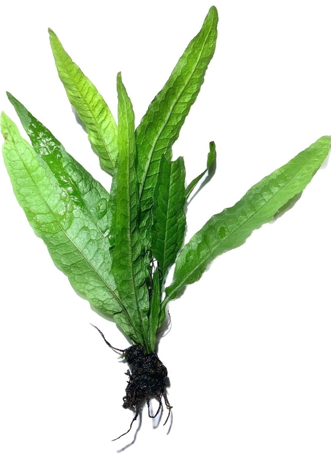 Java Fern Microsorum Pteropus Easy Live Aquarium Plants BUY 2 GET 1 ...