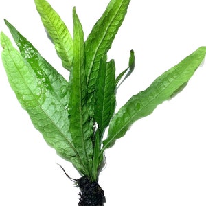 May include: A bunch of green aquatic plants with long, narrow leaves and a dark brown root system.