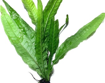 Java Fern Microsorum Pteropus Easy Live Aquarium Plants BUY 2 GET 1 FREE