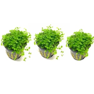 May include: Three small, vibrant green aquatic plants, each potted in a black plastic mesh container. The plants feature dense, rounded leaves with trailing stems that extend over the edges of the dark, slotted pots against a white background.
