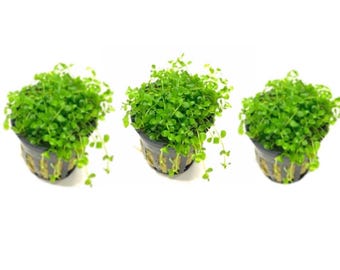 3x Micranthemum Monte Carlo Pots Live Aquarium Plants