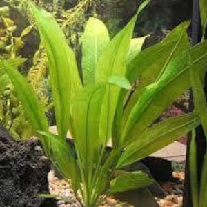 BUY 2 GET 1 FREE Amazon Sword Echinodorus Bleheri Easy Live Aquarium Plants image 3