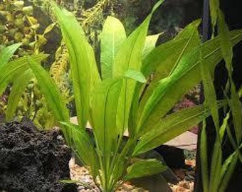 BUY 2 GET 1 FREE Amazon Sword Echinodorus Bleheri Easy Live Aquarium Plants Aquatic Plants Sword Plant
