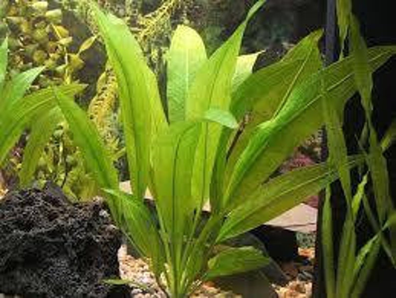 BUY 2 GET 1 FREE Amazon Sword Echinodorus Bleheri Easy Live Aquarium Plants image 3