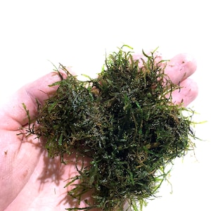 5 Java Moss Portions Taxiphyllum Barbieri Easy Live Aquarium Plants Aquarium Moss Aquatic Moss