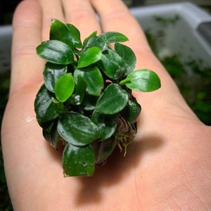 BUY 2 GET 1 FREE Anubias Nana Petite On Lava Rock Easy Live Aquarium Plant image 1