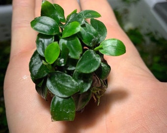 BUY 2 GET 1 FREE Anubias Nana Petite On Lava Rock Easy Live Aquarium Plant