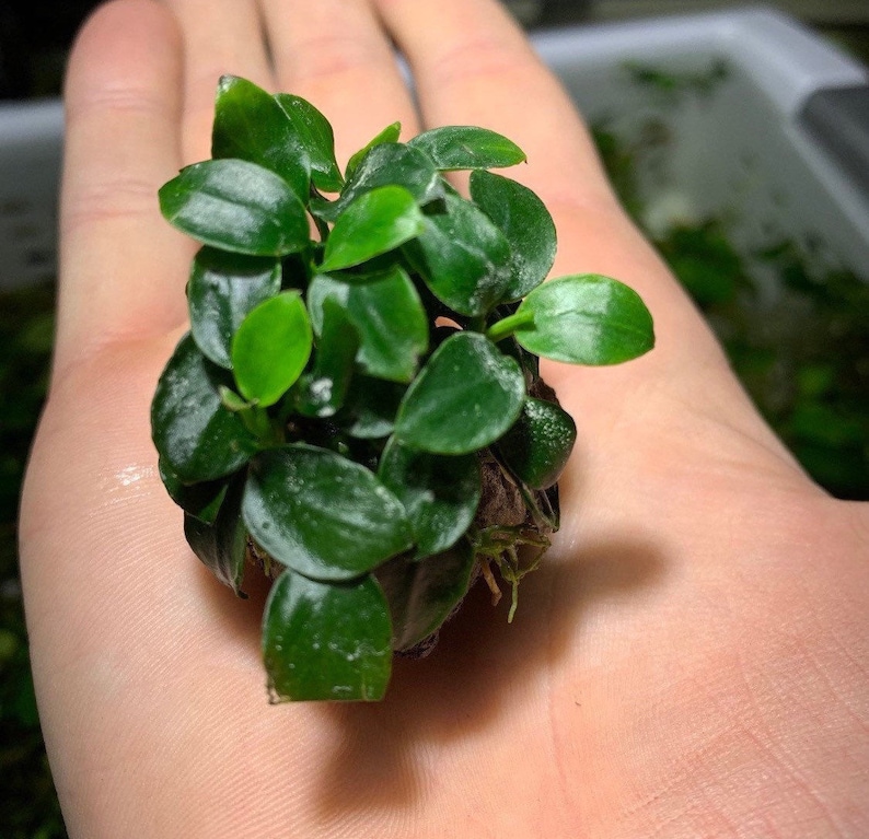 BUY 2 GET 1 FREE Anubias Nana Petite On Lava Rock Easy Live Aquarium Plant image 1