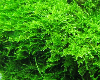 LIVE Mood Moss Bulk Terrarium Moss 5 Cubic Foot Boxes Frog Moss