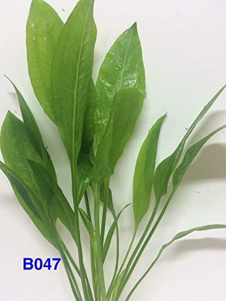 5 Amazon Sword Echinodorus Bleheri Live Aquarium Plants image 2