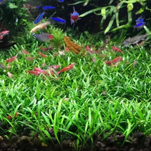 BUY 2 GET 1 FREE Cryptocoryne Parva Crypt Parva Easy Carpet Plant Live Aquarium plants