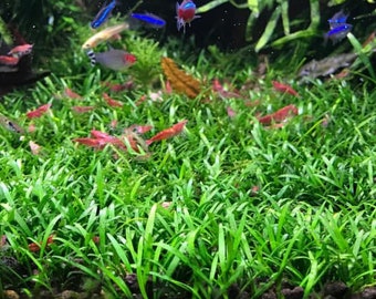 BUY 2 GET 1 FREE Cryptocoryne Parva Crypt Parva Easy Carpet Plant Live Aquarium plants