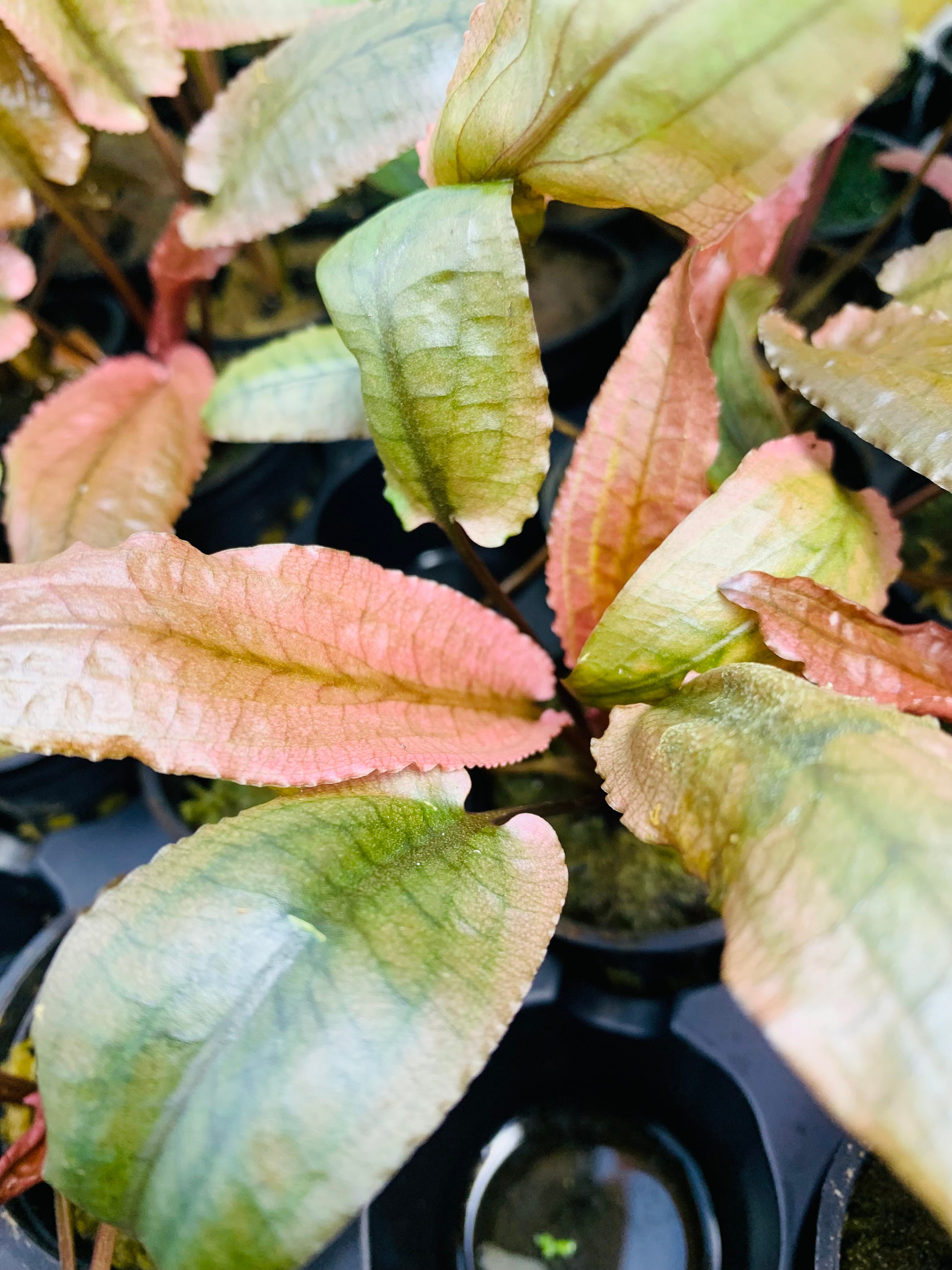 BUY 2 GET 1 FREE Cryptocoryne Pink Flamingo Crypt Pink Panther Live ...