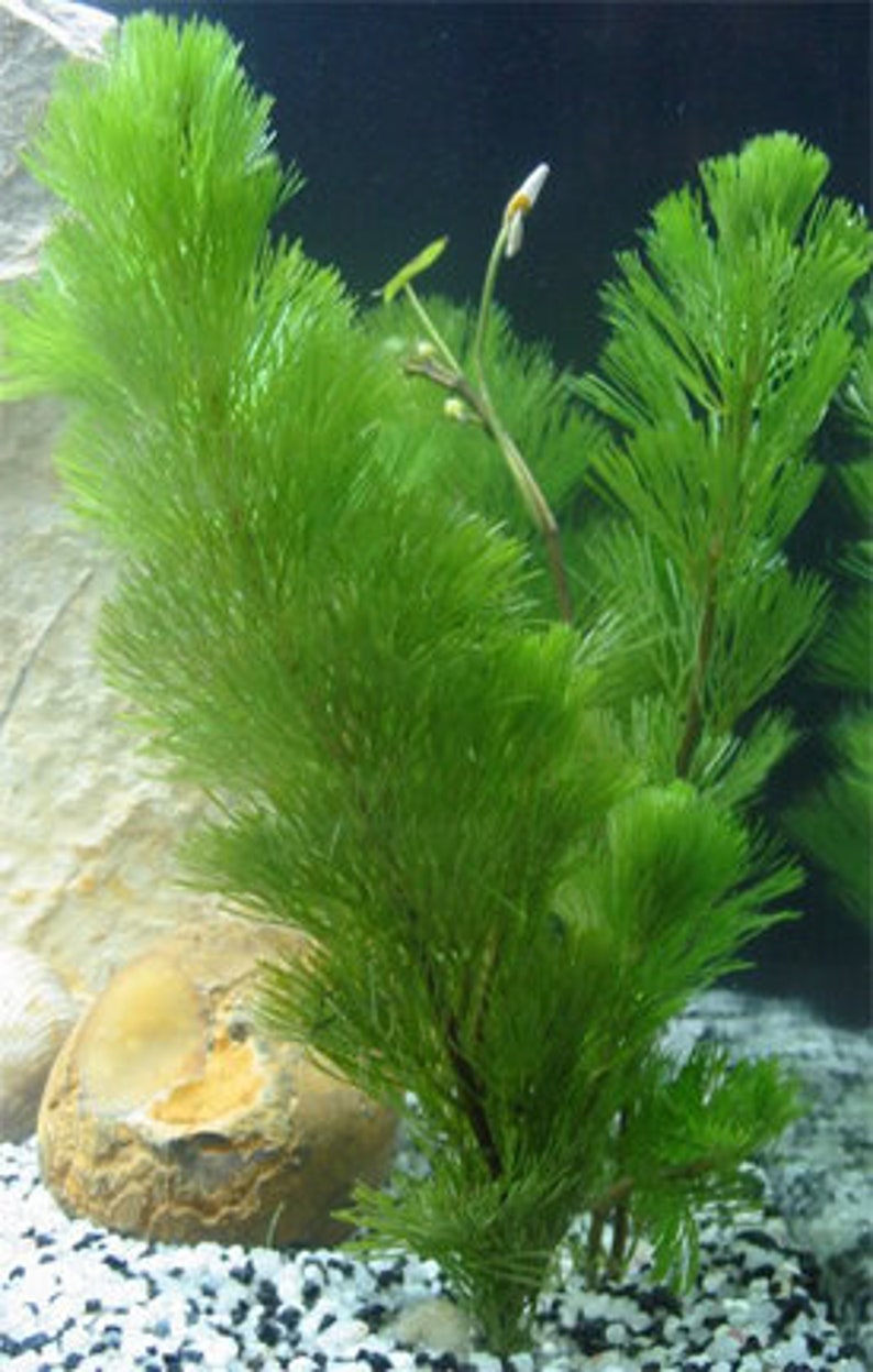 BUY 2 GET 1 FREE Cabomba Easy Live Aquarium Plants Aquatic Plants image 8