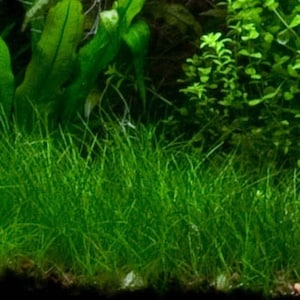 May include: A close-up of a lush green aquarium with various types of aquatic plants. The plants are arranged in a dense, layered formation, creating a natural and vibrant underwater landscape.
