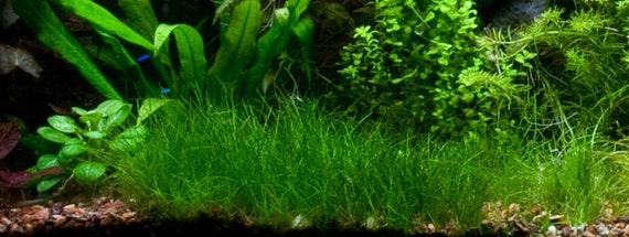 BUY 2 GET 1 FREE Dwarf Hair Grass Eleocharis Parvula Live Aquarium Plants 