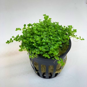 Dwarf baby tears live aquarium plant