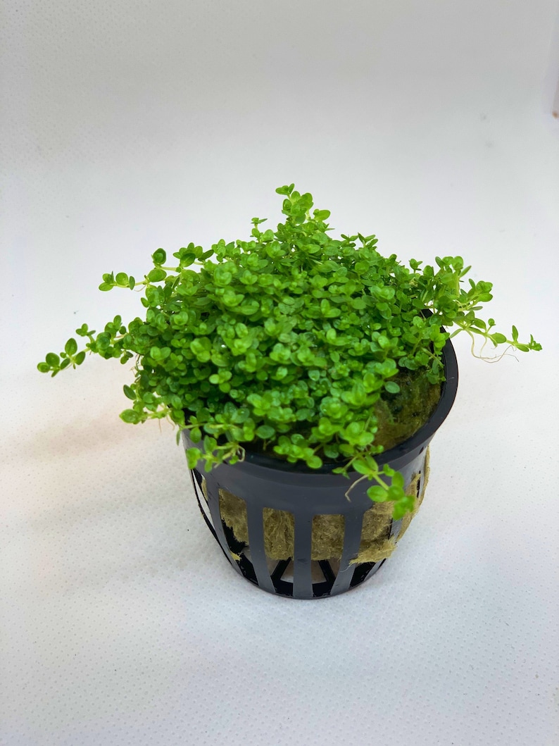 Dwarf baby tears live aquarium plant