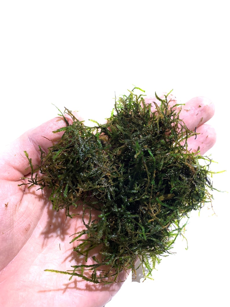 Java Moss Vesicularia Dubyana Half Pound Live Aquarium Plants image 4